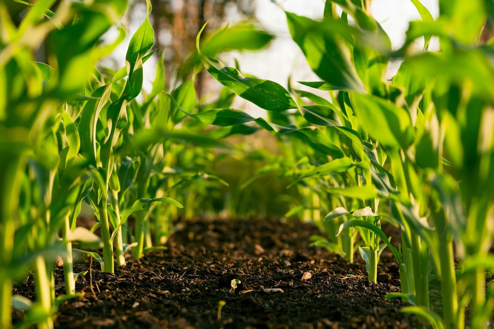 Global Agricultural Challenges